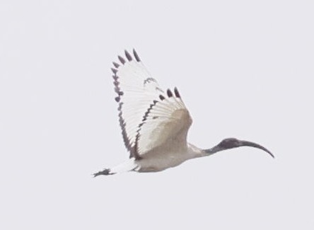 African Sacred Ibis - ML646749261