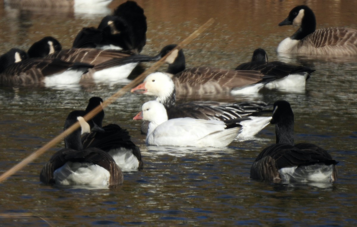 Snow Goose - ML646749263