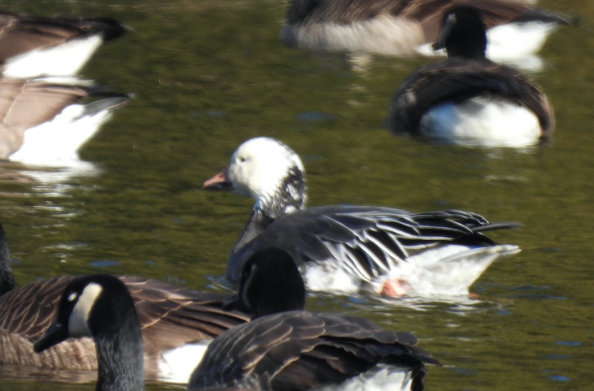 Snow Goose - ML646749264