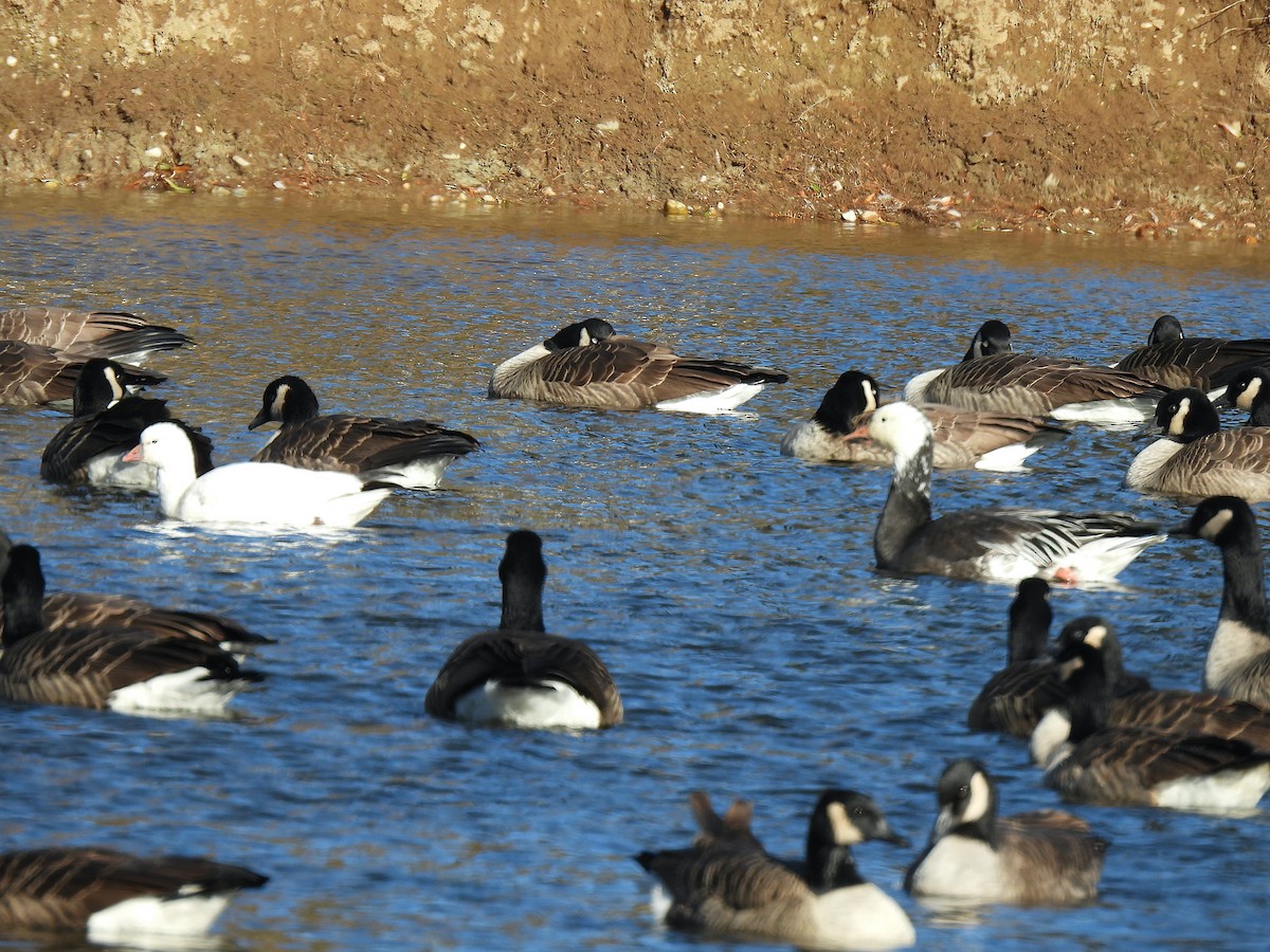 Snow Goose - ML646749265