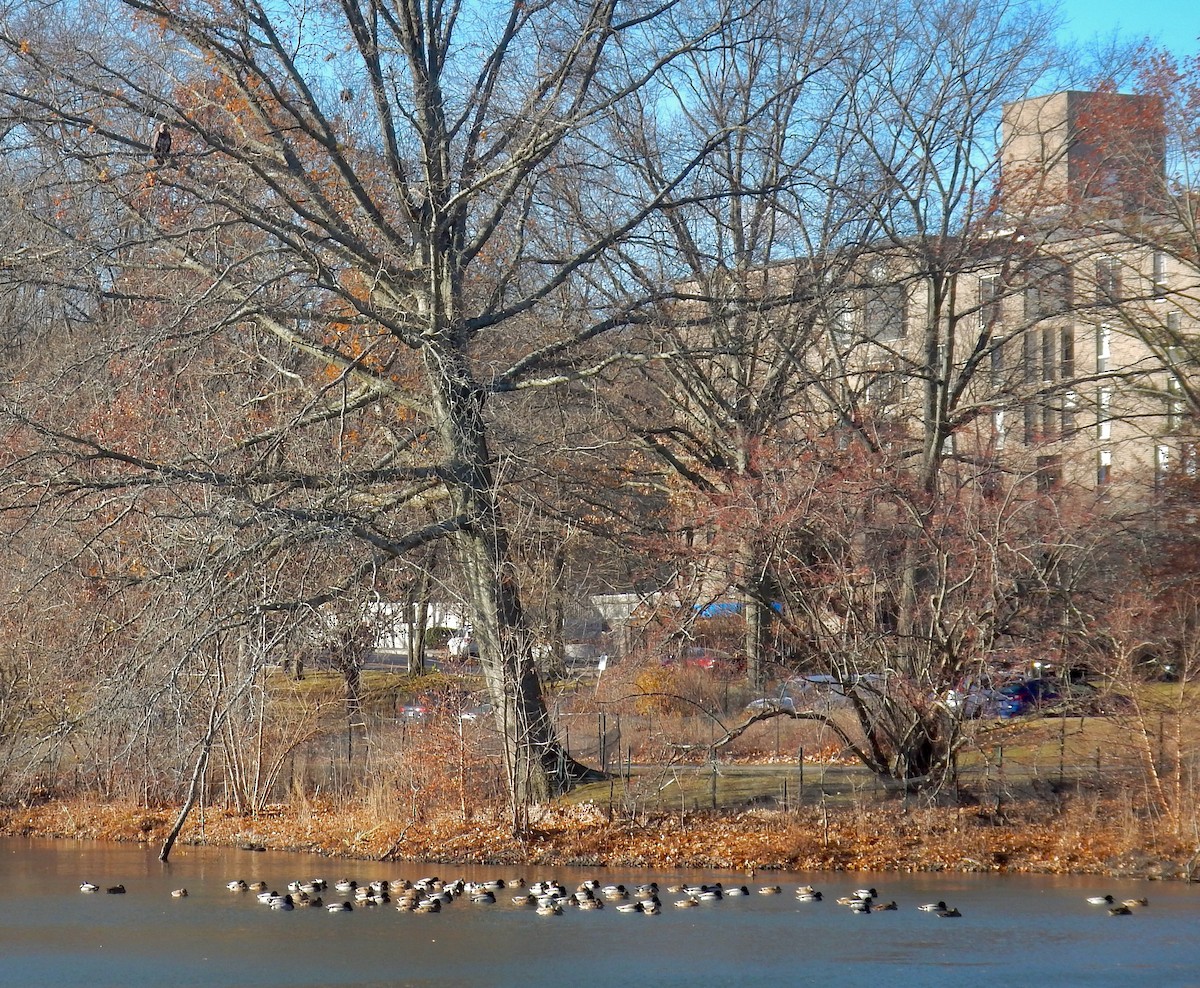 Basahatea - ML646749270