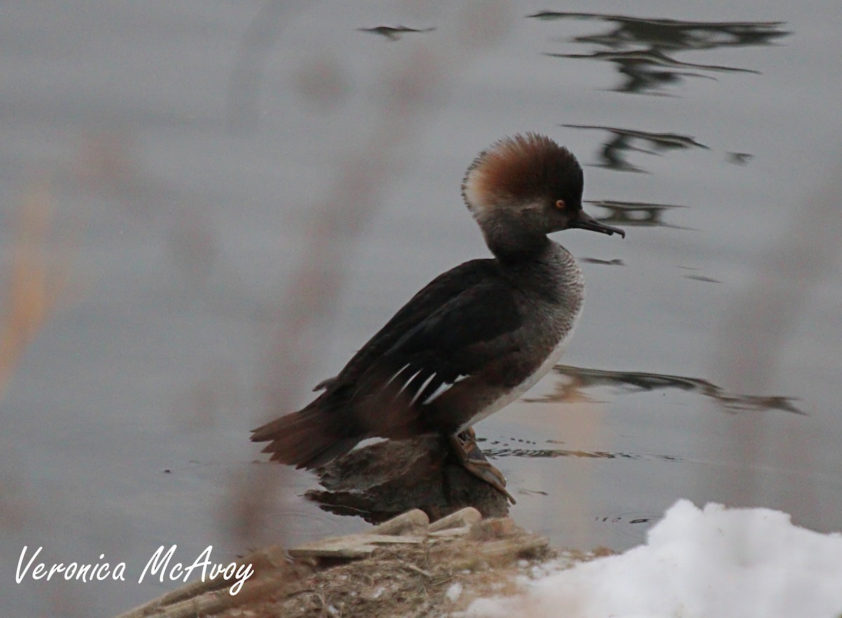 Hooded Merganser - ML646749281