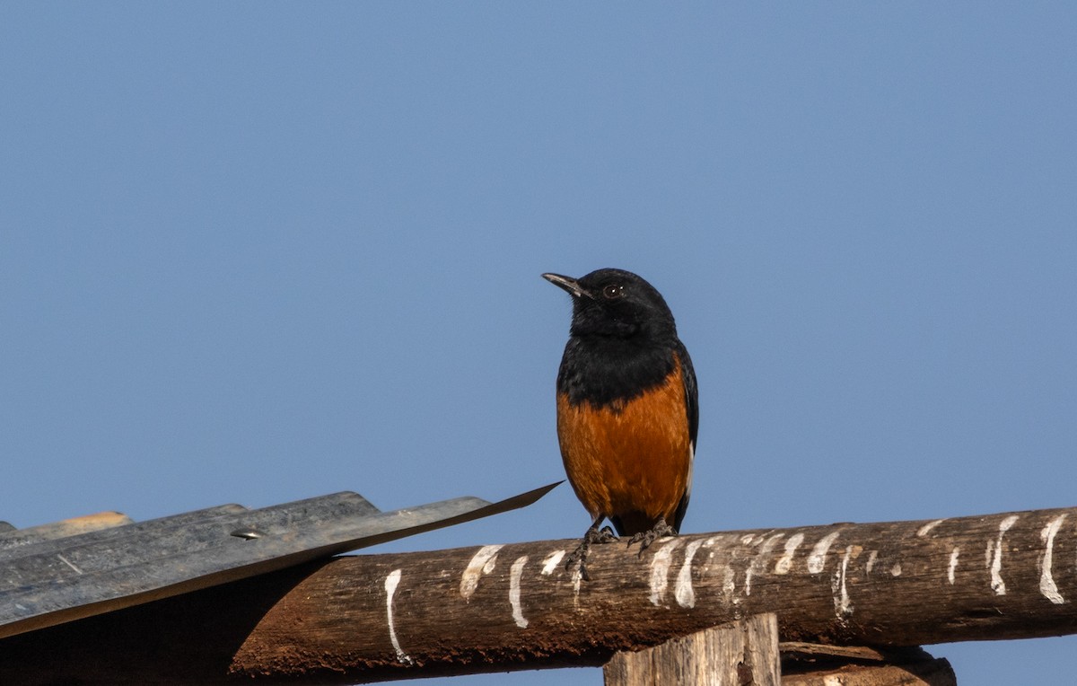 White-winged Cliff-Chat - ML646749297