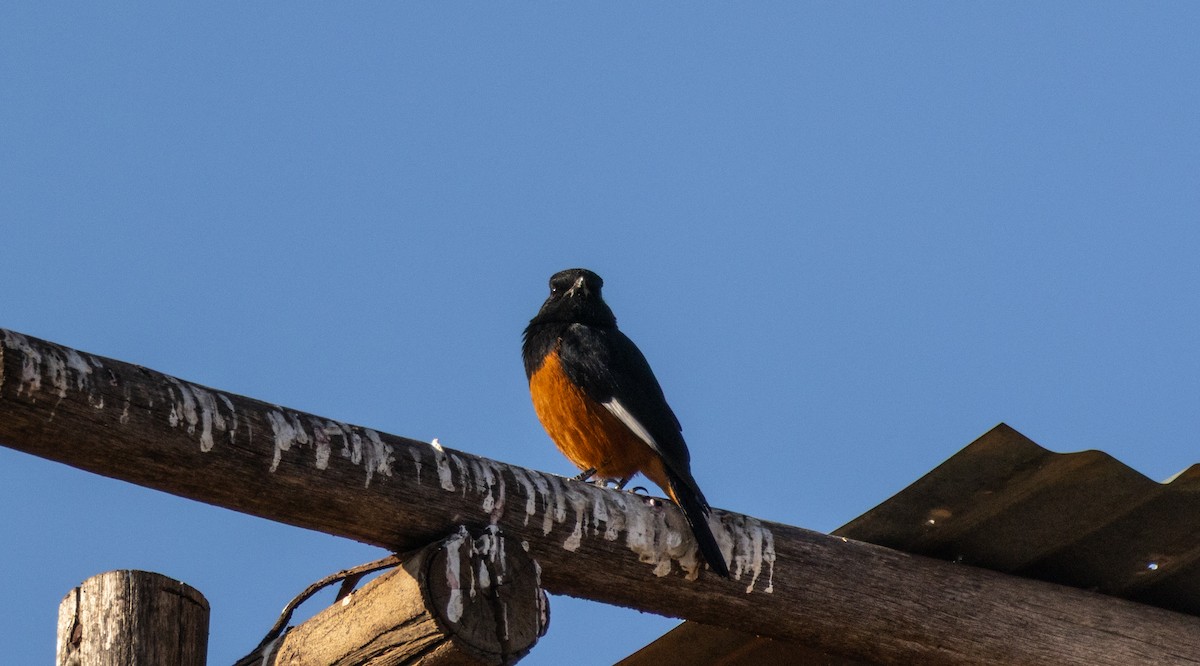 White-winged Cliff-Chat - ML646749298