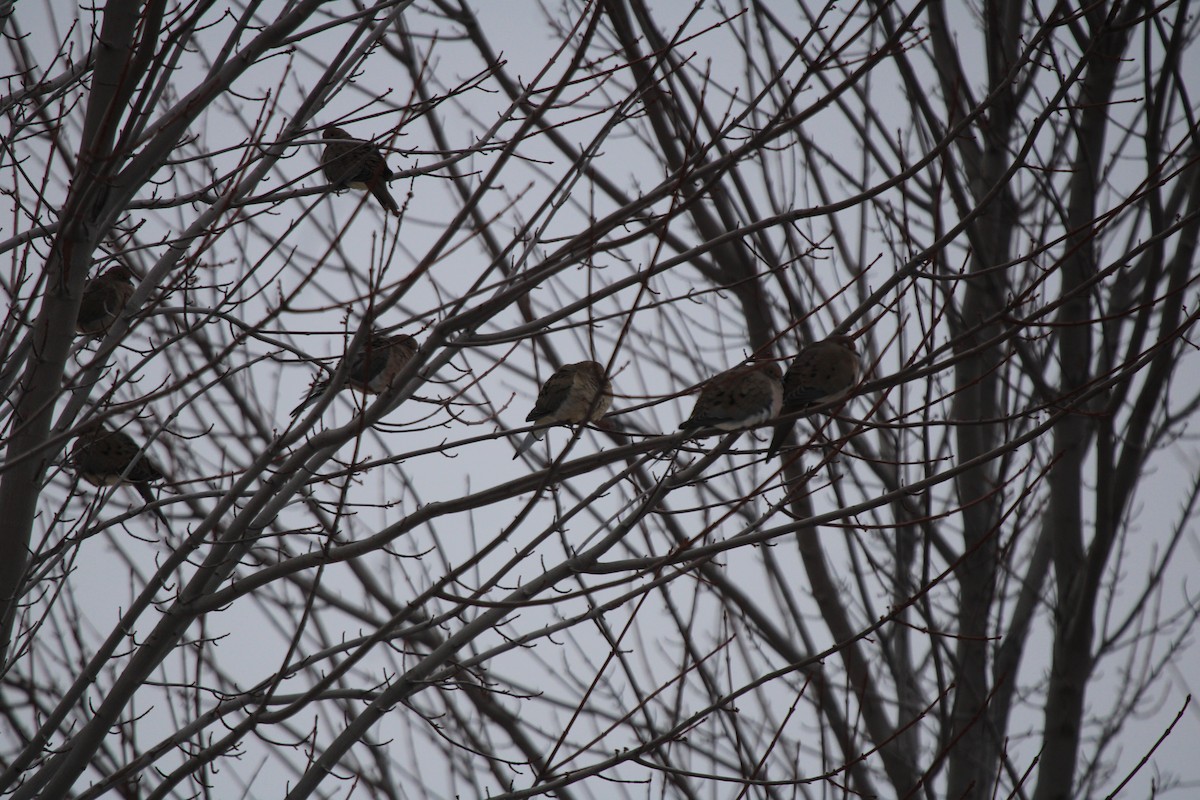 Mourning Dove - ML646749299