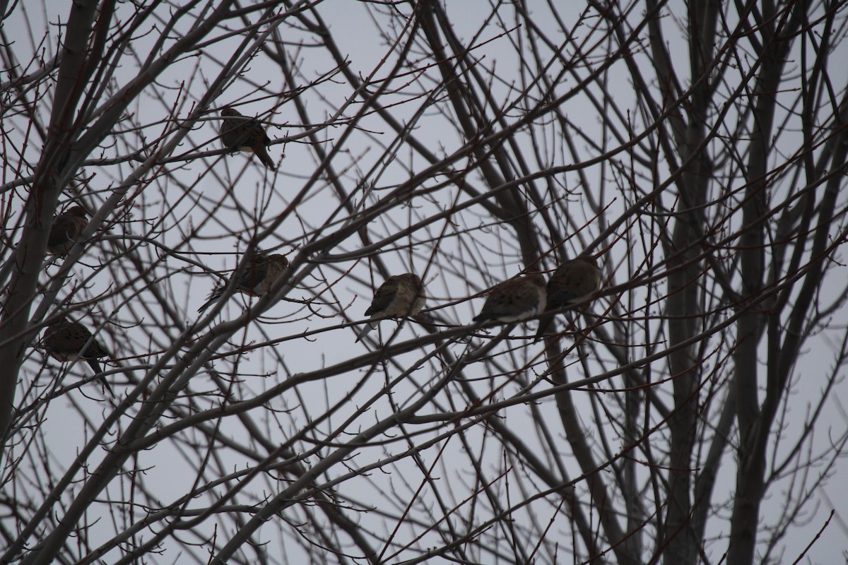 Mourning Dove - ML646749300