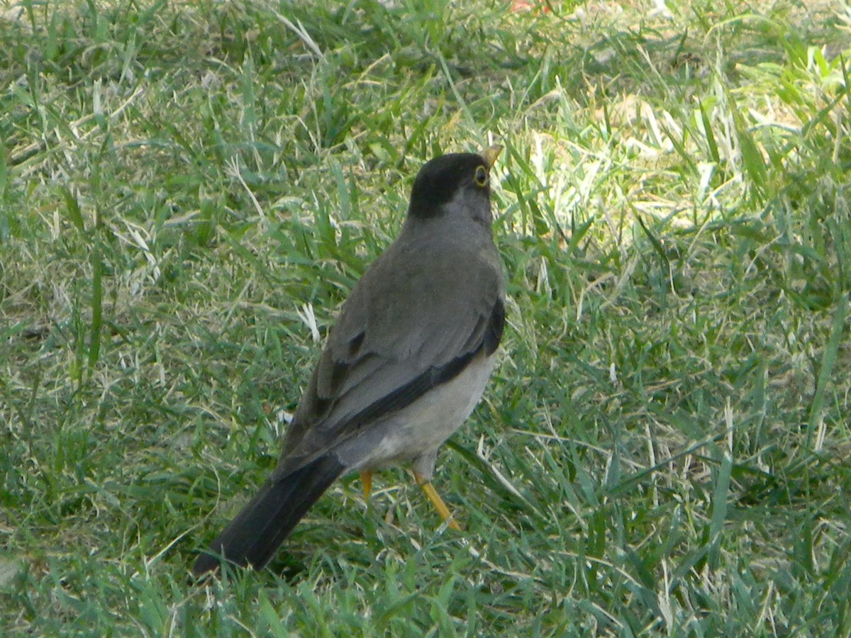 Merle austral - ML646749302