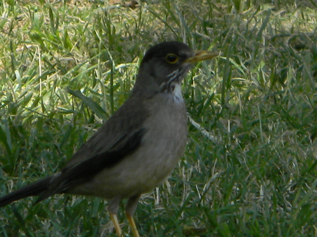 Merle austral - ML646749303