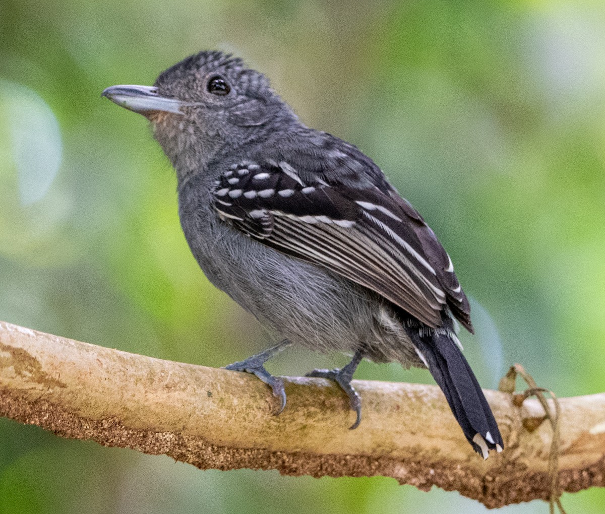 Black-crowned Antshrike - ML646749304