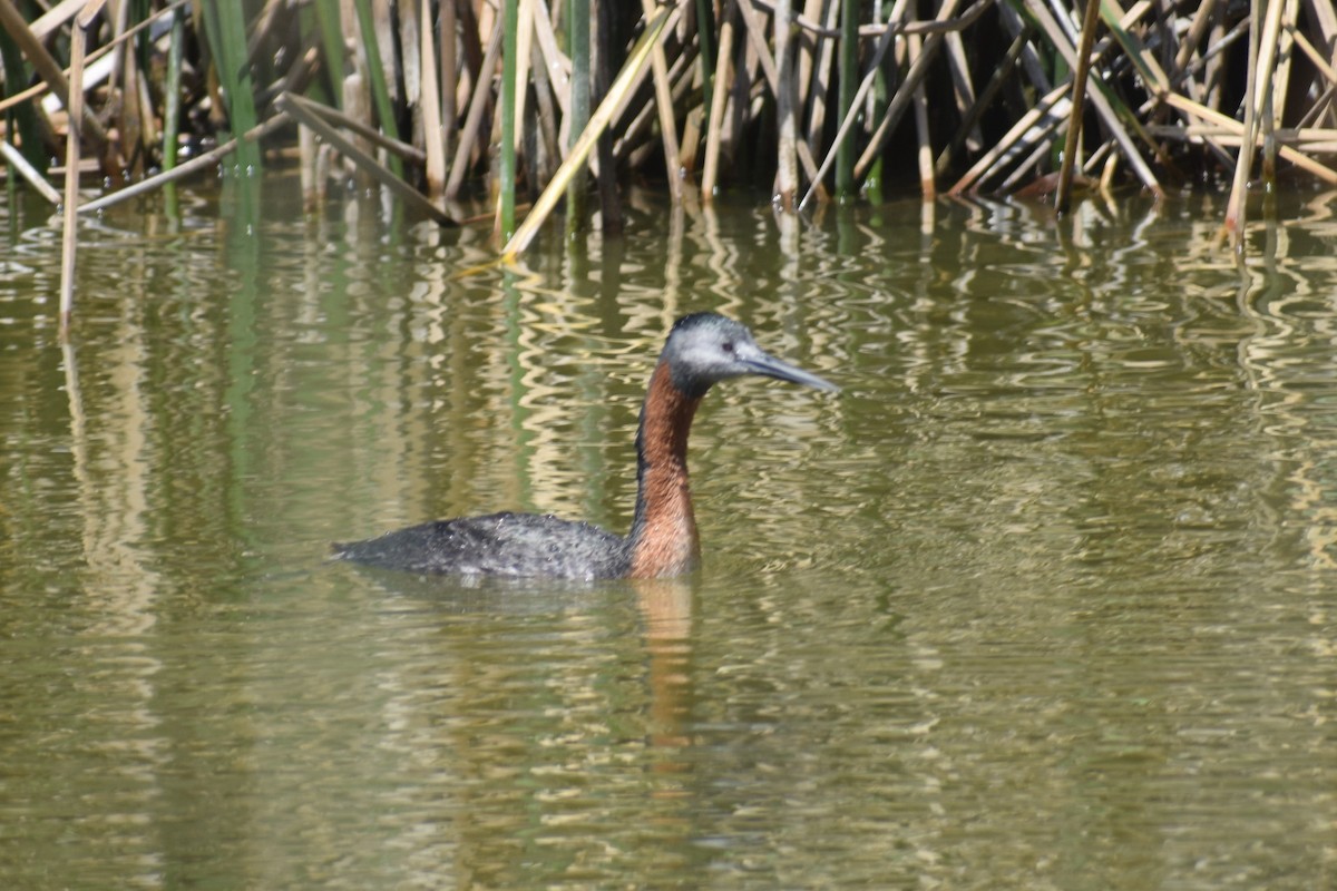 potápka velká - ML646749305