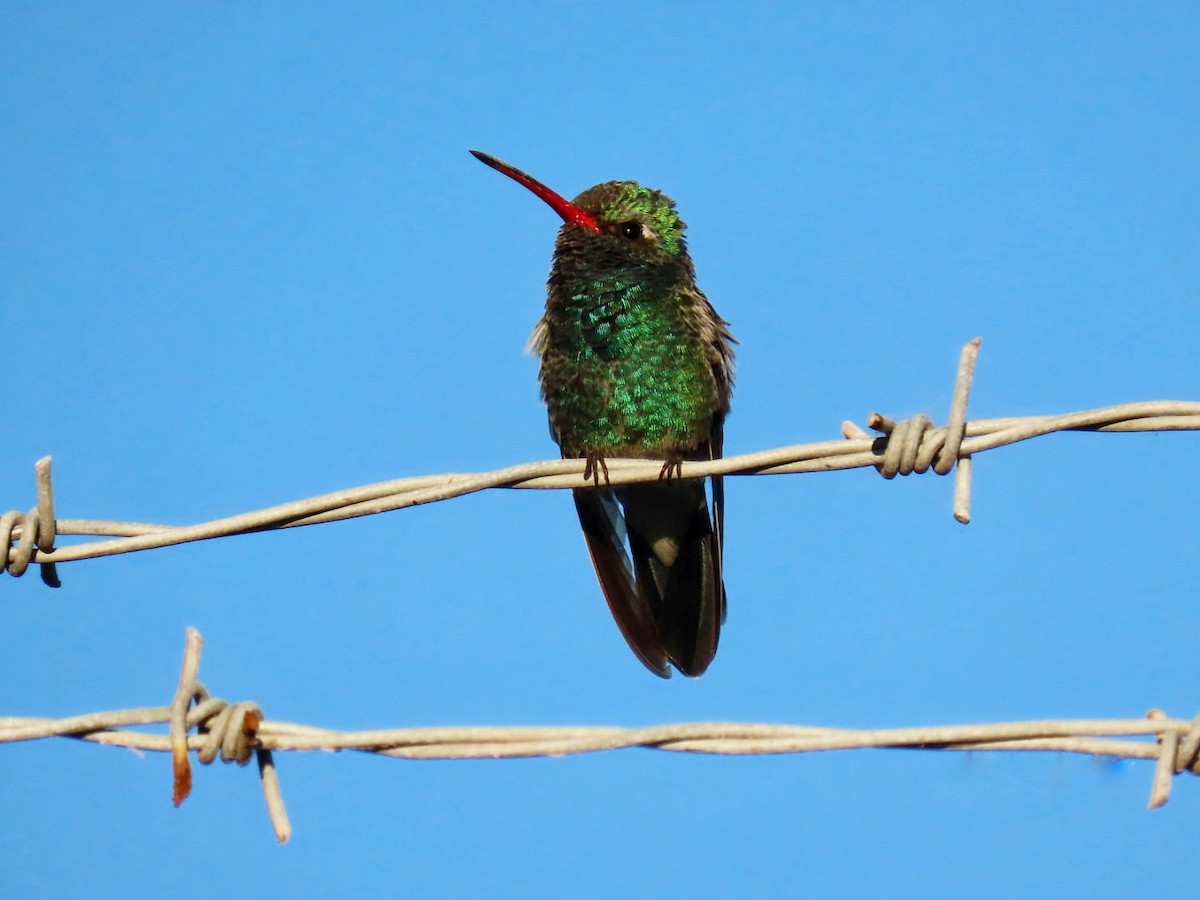 Broad-billed Hummingbird - ML646749306