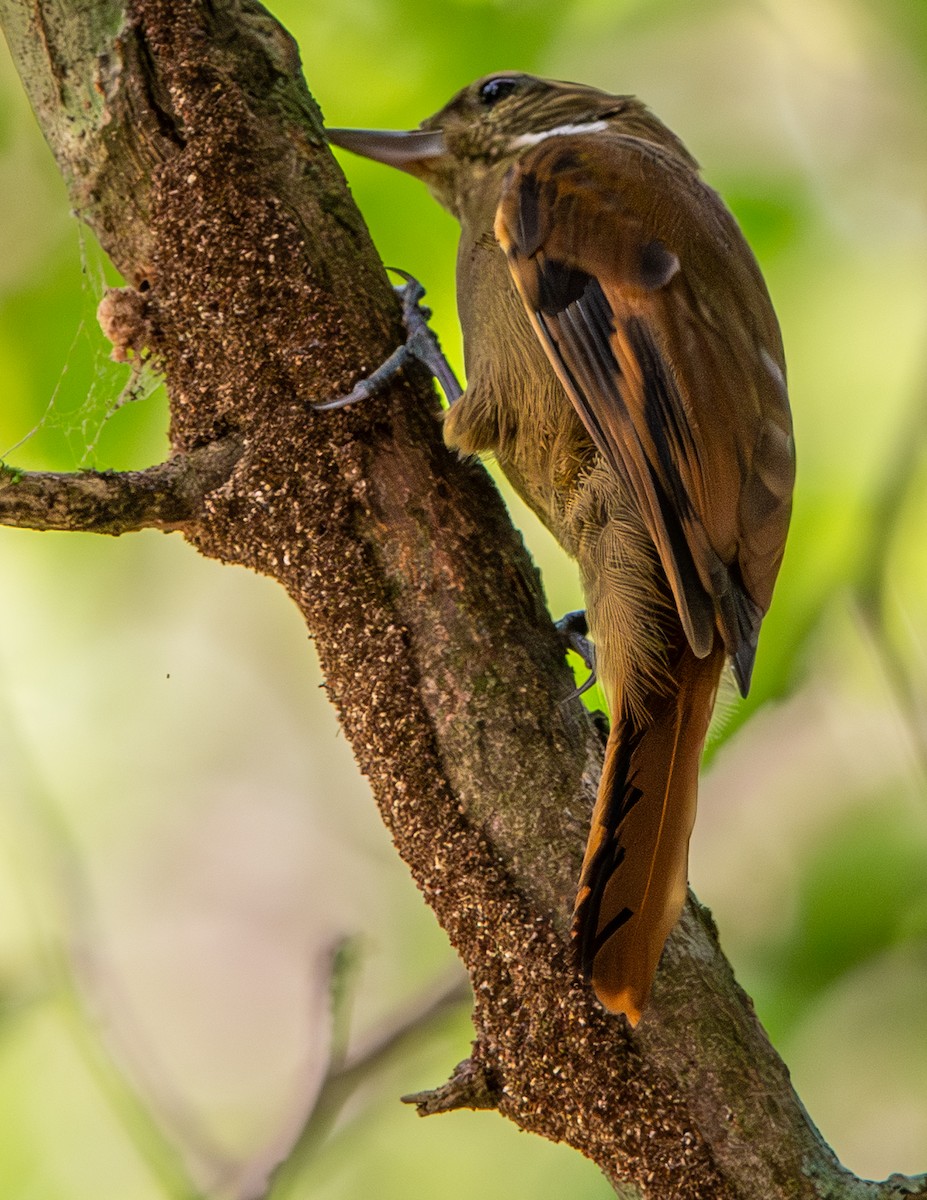 Northern Plain-Xenops - ML646749307