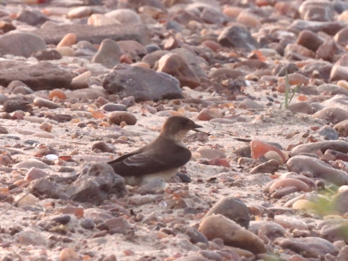 Zimtkehlschwalbe - ML646749315