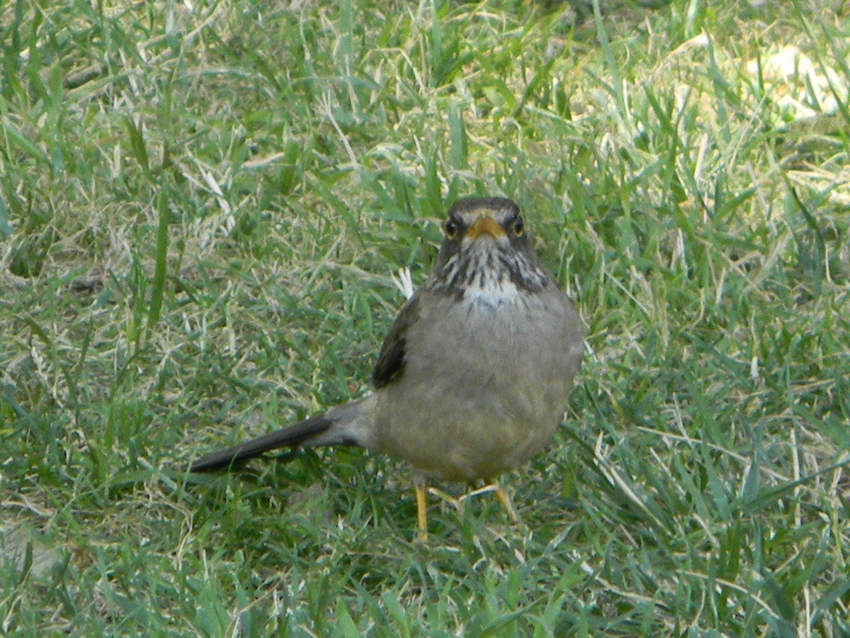 Merle austral - ML646749316