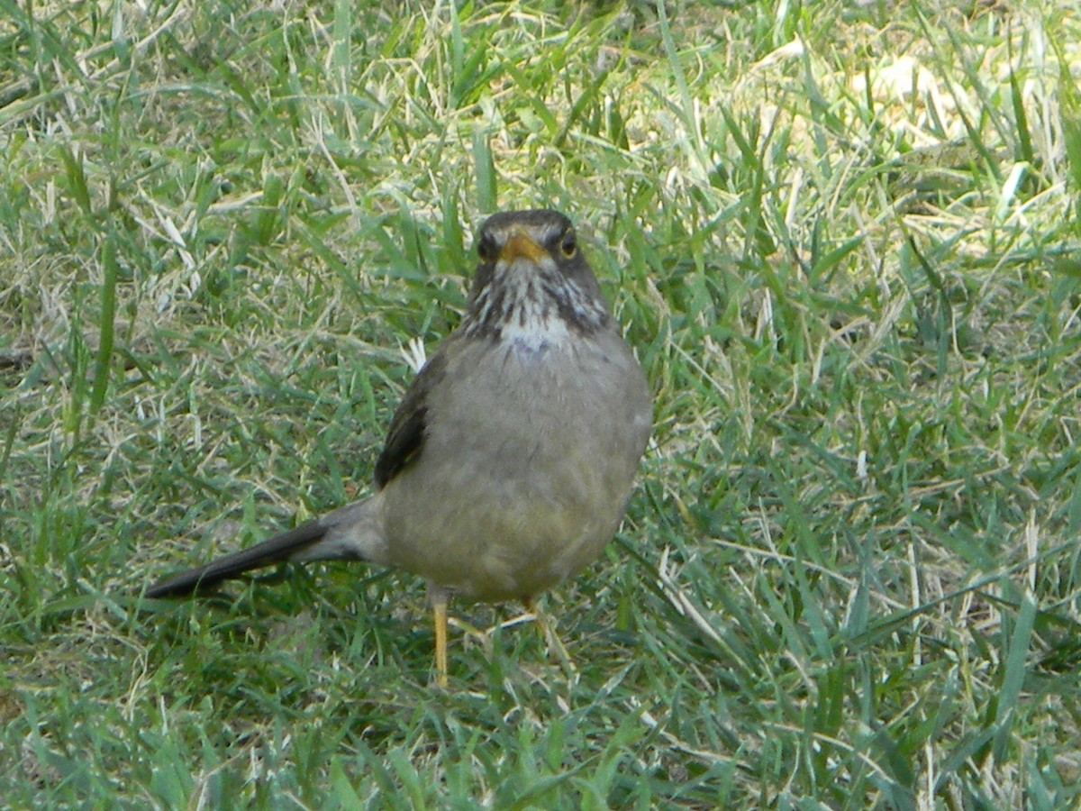 Merle austral - ML646749317