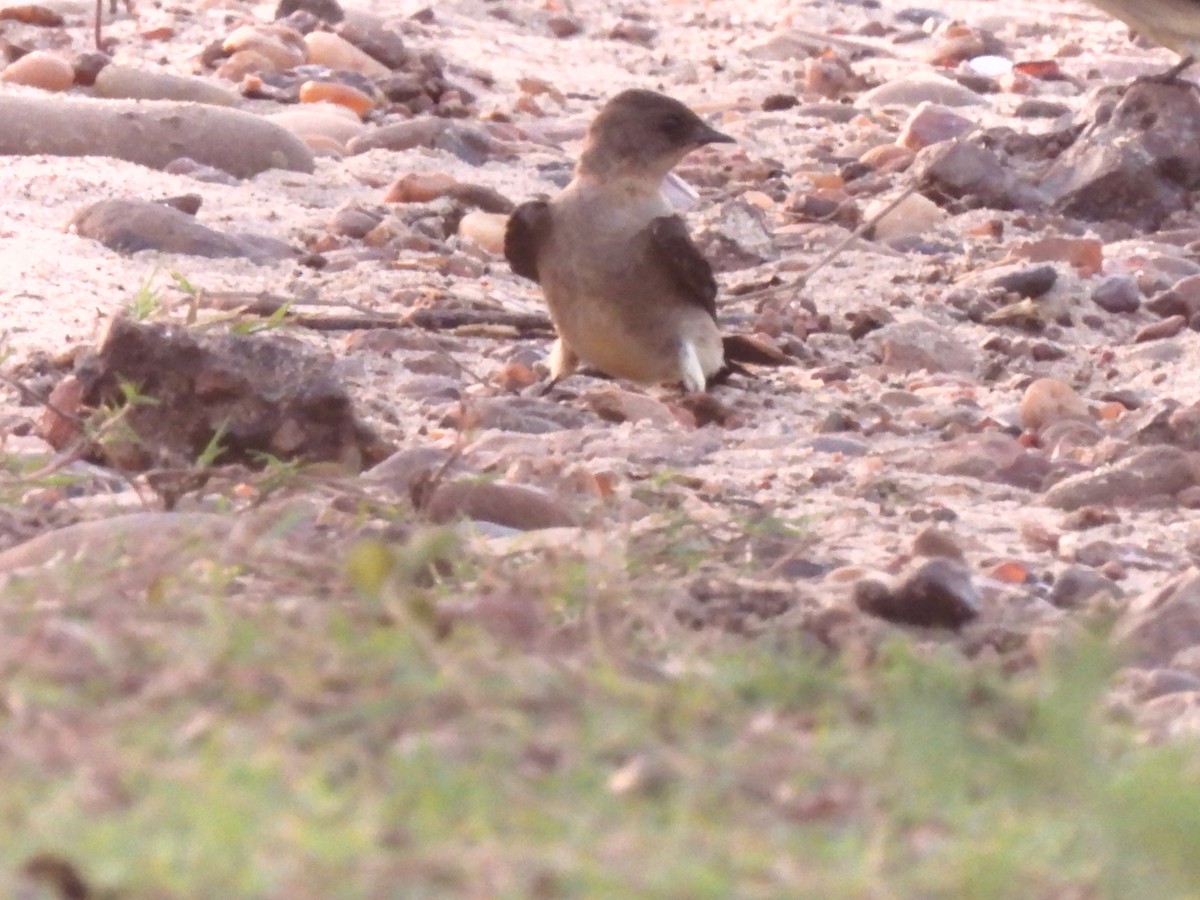 Zimtkehlschwalbe - ML646749319