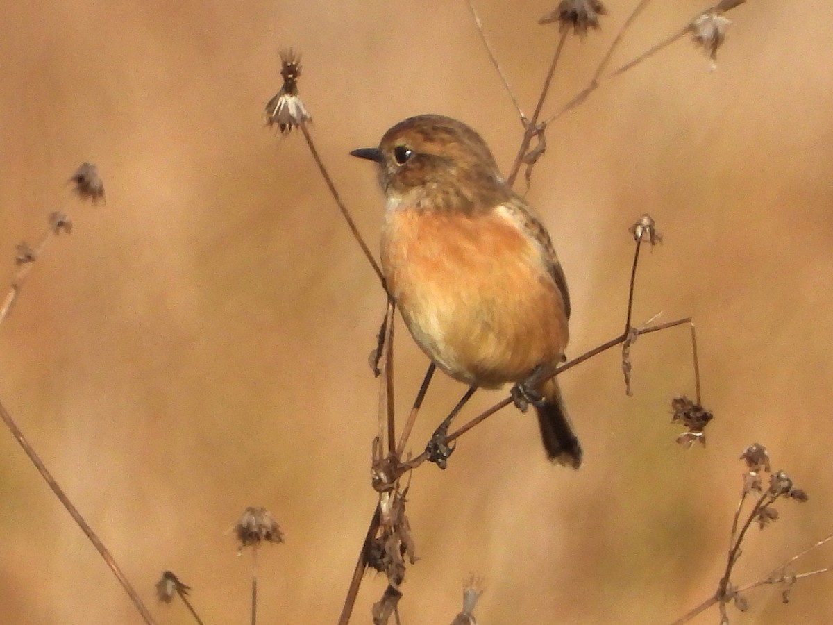 ヨーロッパノビタキ - ML646749324