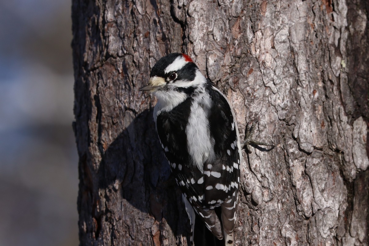 Downy Woodpecker - ML646749325
