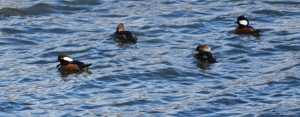 Hooded Merganser - ML646749326