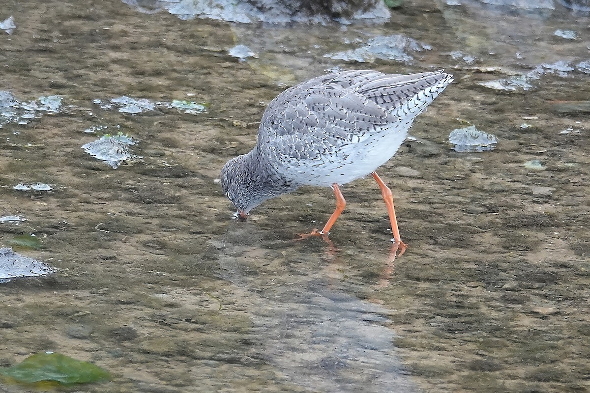 Улаан хөлт хөгчүү - ML646749327