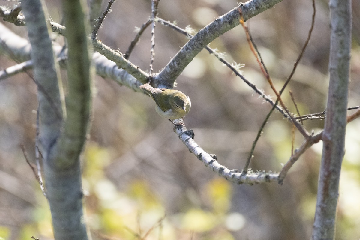 Tennessee Warbler - ML646749332