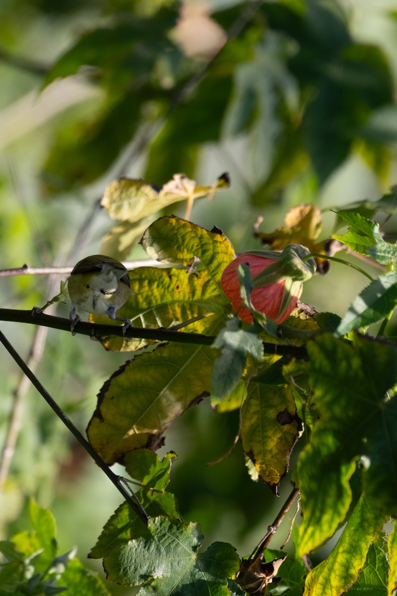 Tennessee Warbler - ML646749333