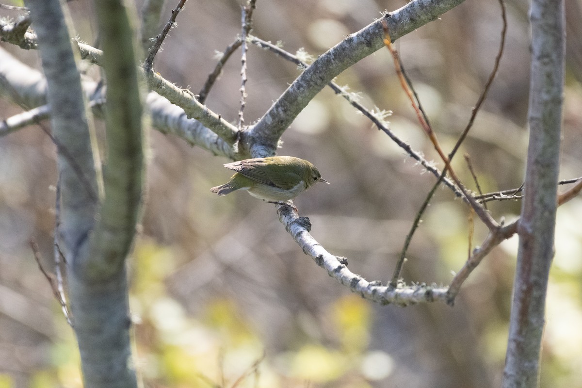Tennessee Warbler - ML646749334