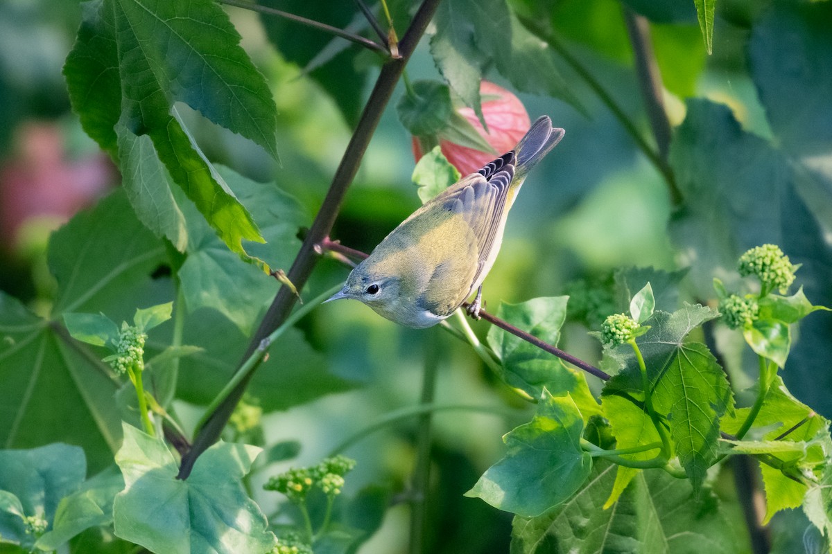 Tennessee Warbler - ML646749335