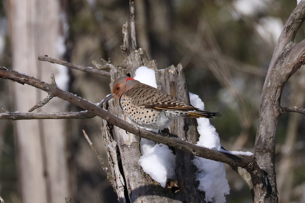 Northern Flicker - ML646749336
