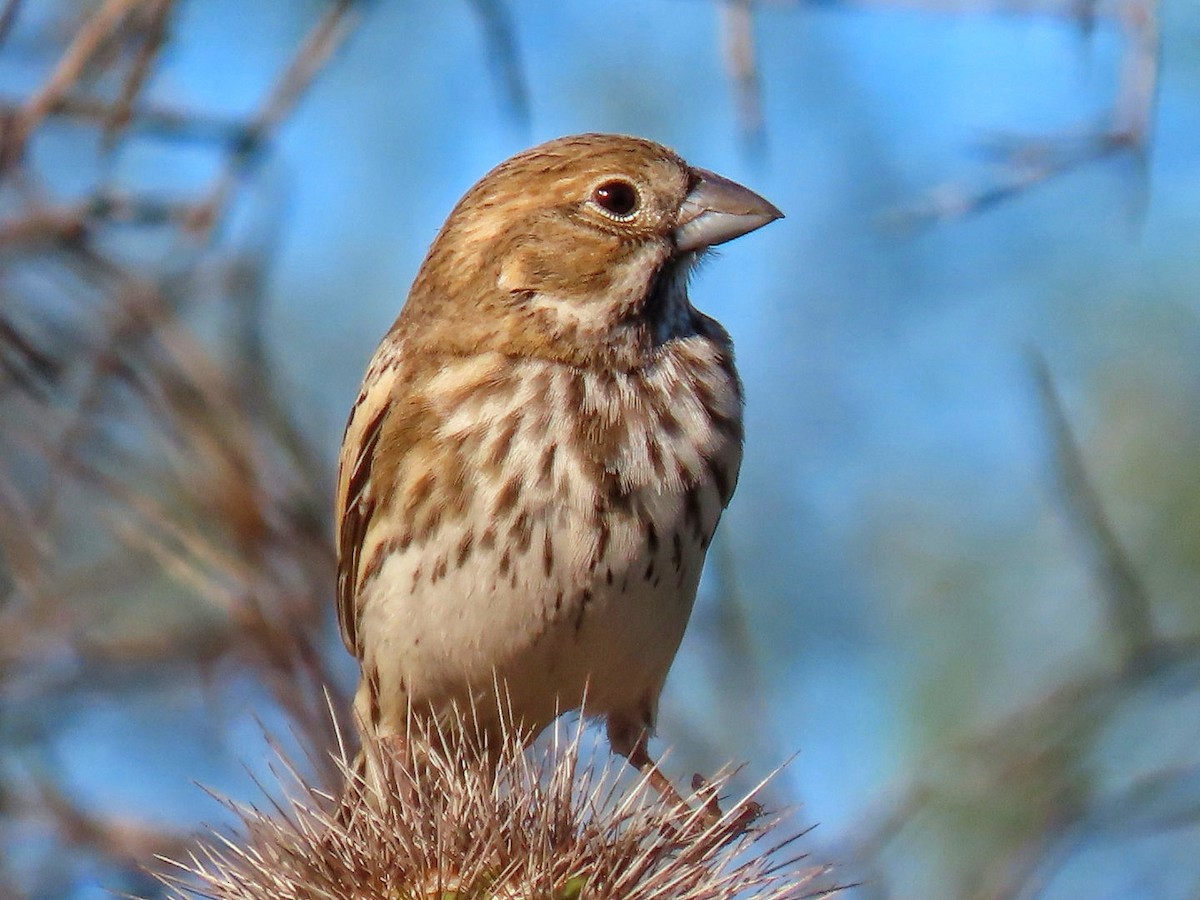 Lark Bunting - ML646749337