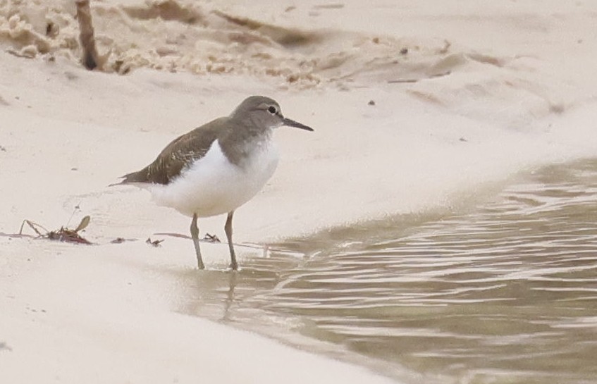 Common Sandpiper - ML646749340