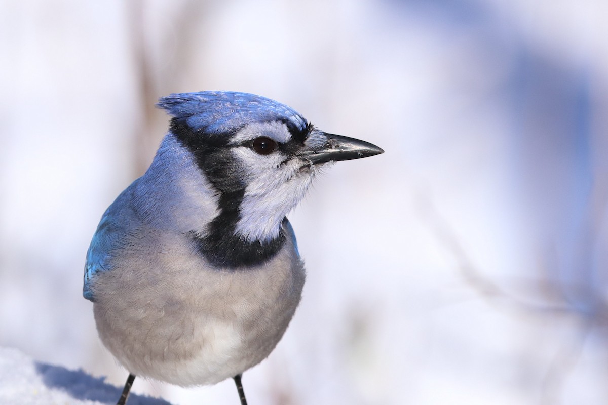 Blue Jay - ML646749342