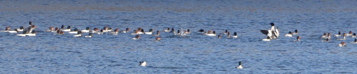Common Merganser - ML646749343