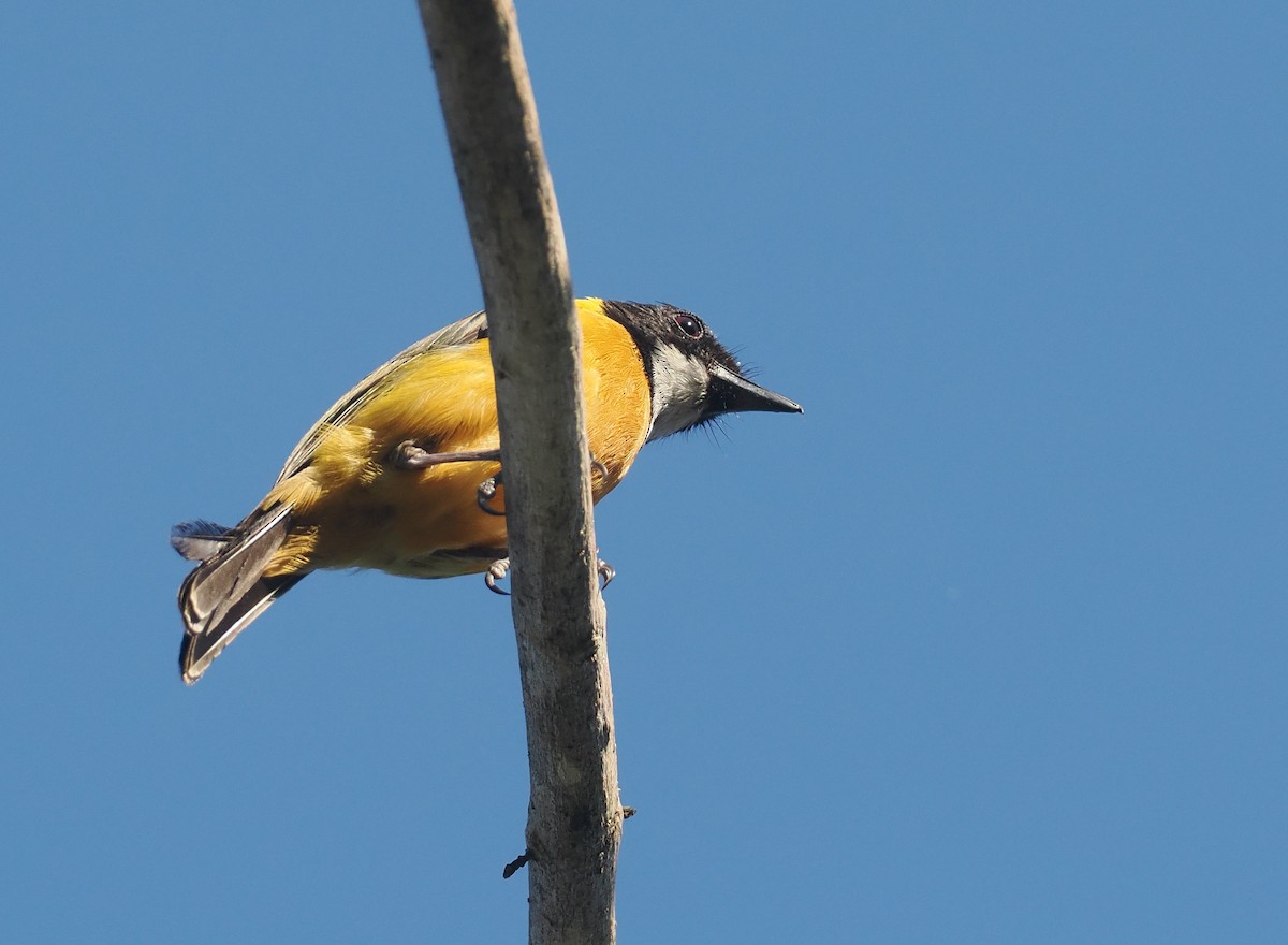 Silbador Calíope (Sumba) - ML646749344