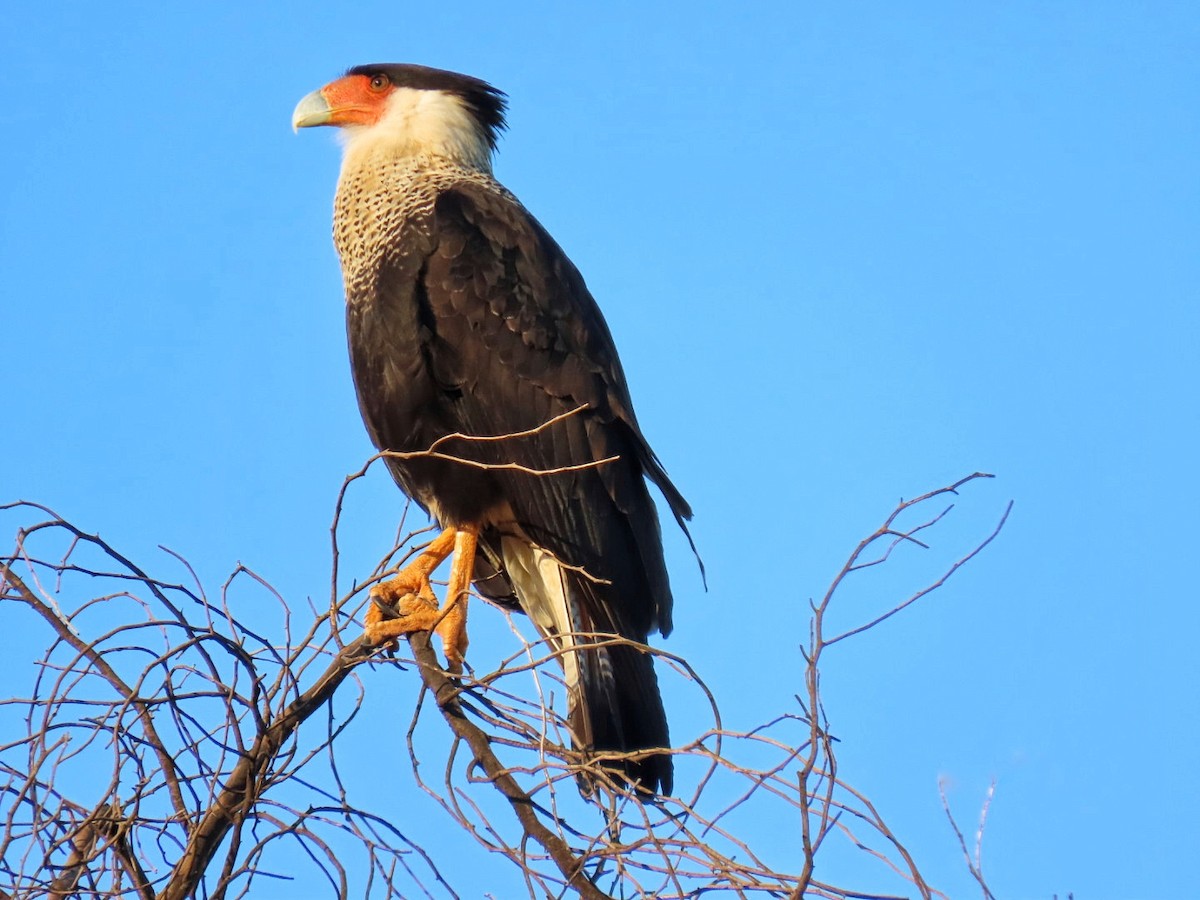 Crested Caracara - ML646749345