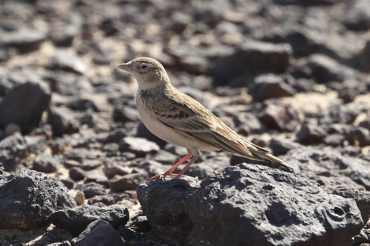 עפרונן קצר-אצבעות - ML646749348