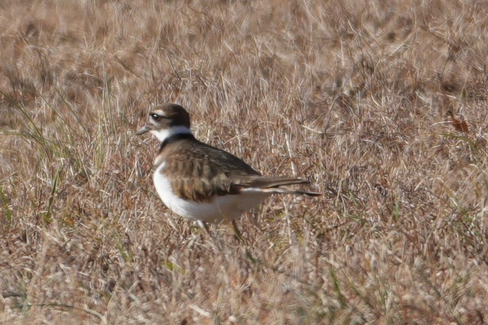 Killdeer - ML646749350