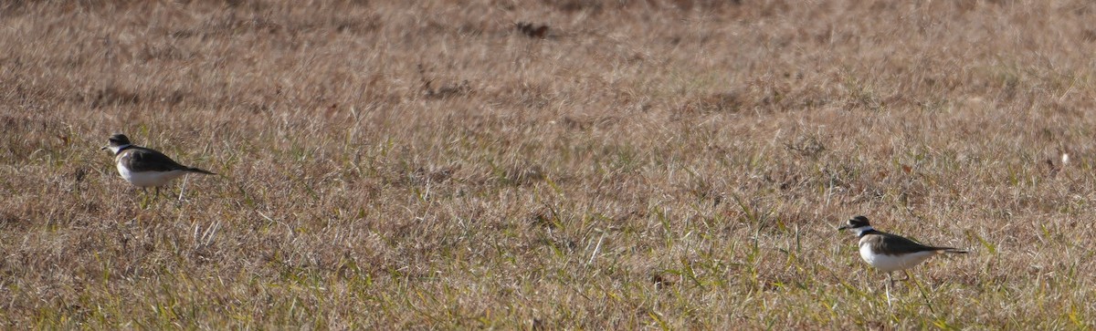 Killdeer - ML646749351