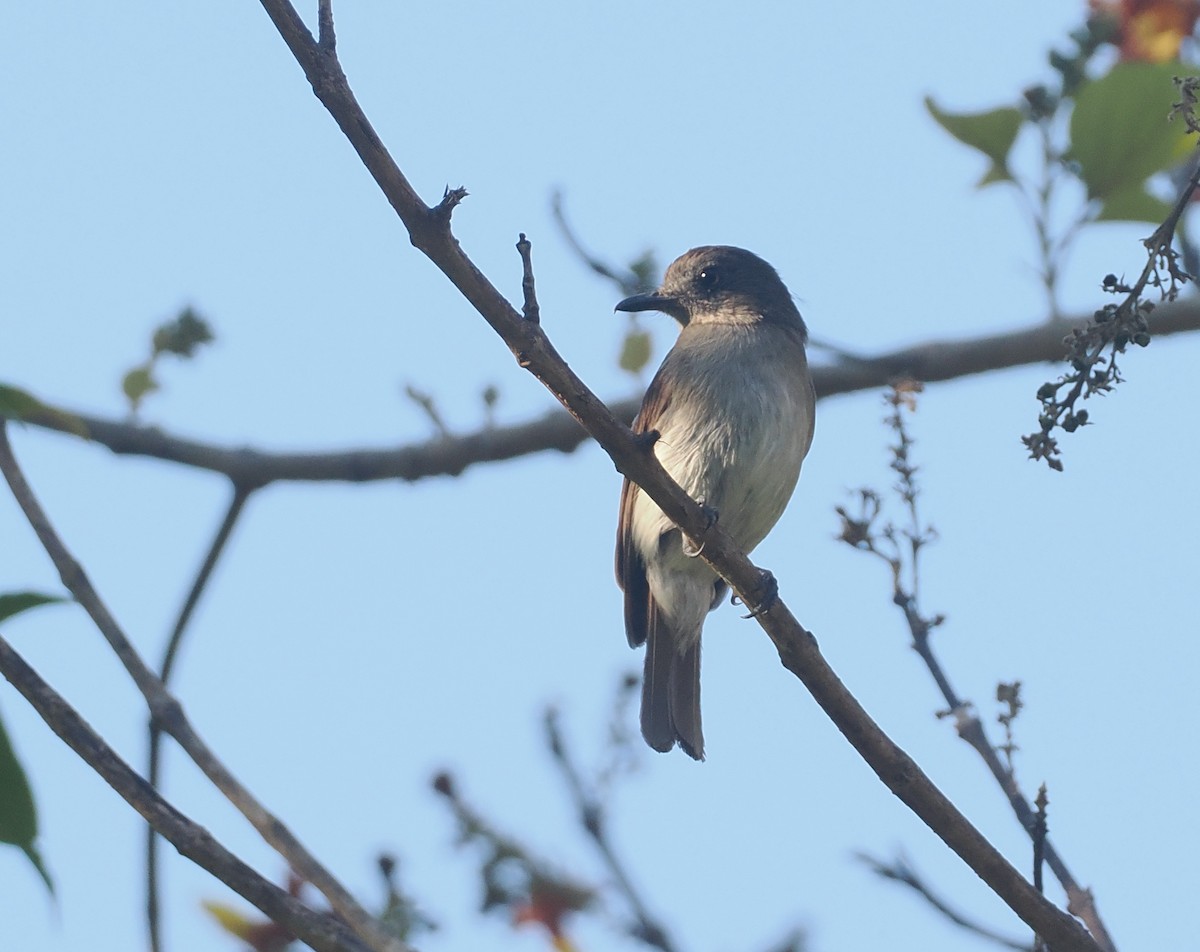 Papamoscas de Sumba Oscuro - ML646749353