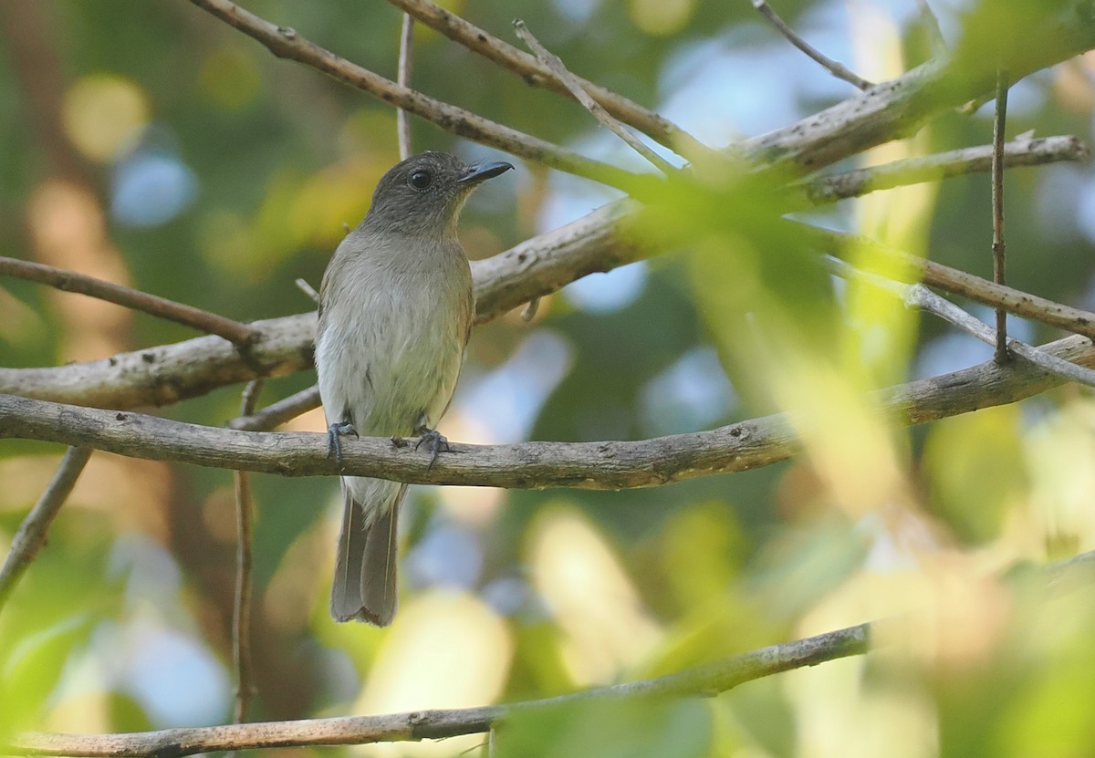 Papamoscas de Sumba Oscuro - ML646749356
