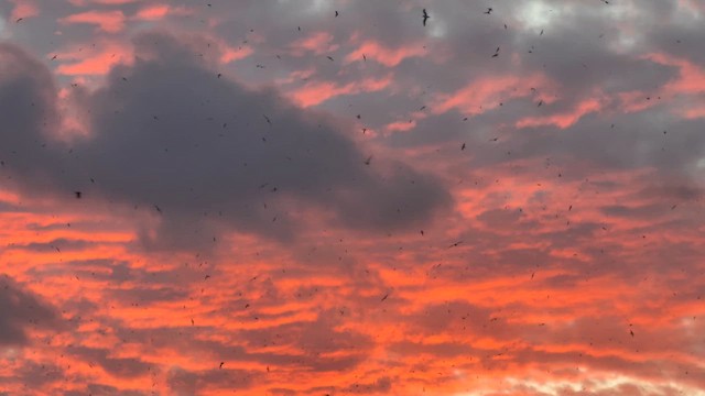 Bonin Petrel - ML646749358