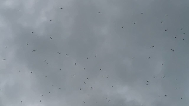 Bonin Petrel - ML646749359