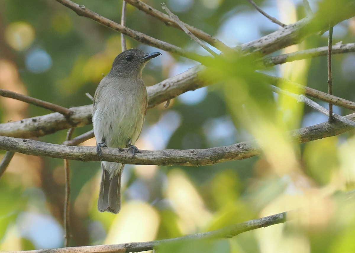 Papamoscas de Sumba Oscuro - ML646749360