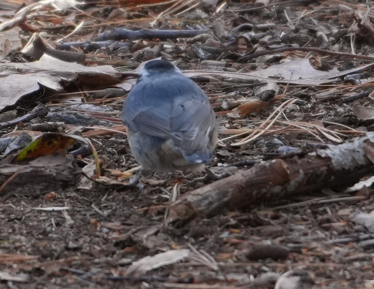 Red-breasted Nuthatch - ML646749361