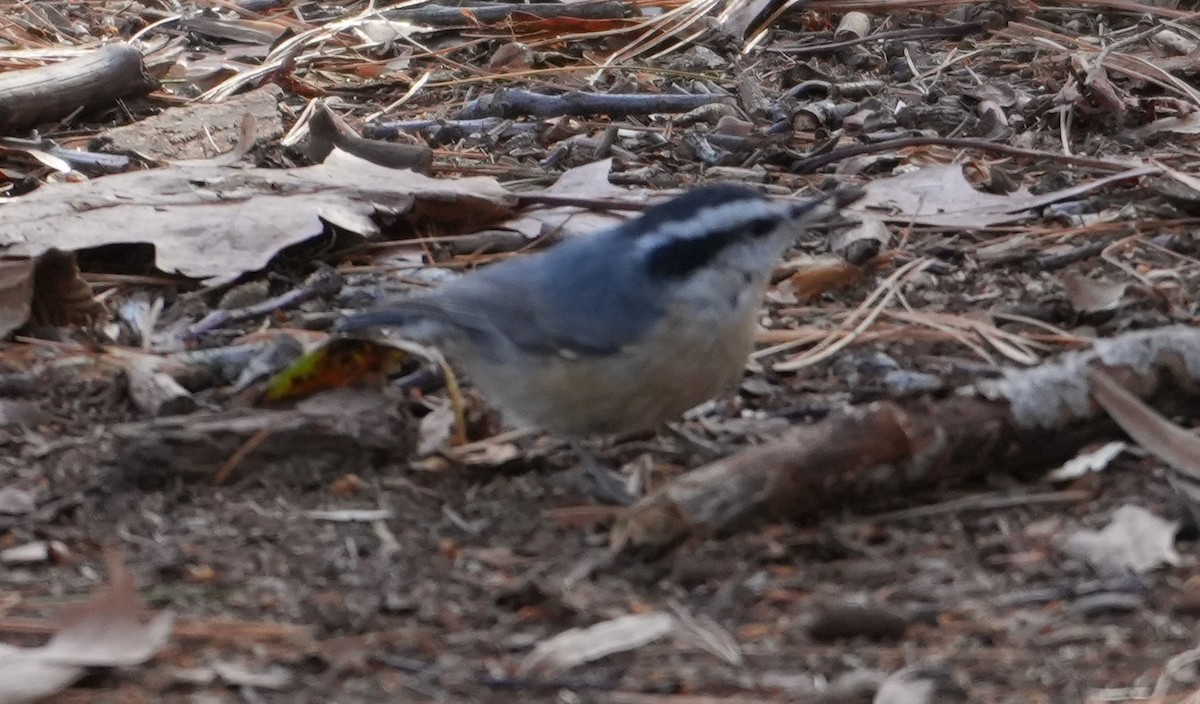 Red-breasted Nuthatch - ML646749362