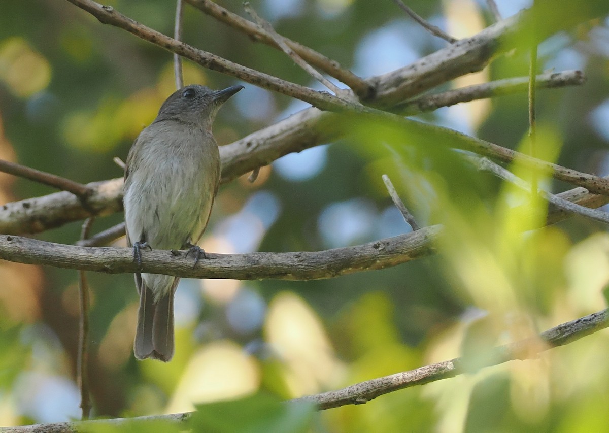 Papamoscas de Sumba Oscuro - ML646749364