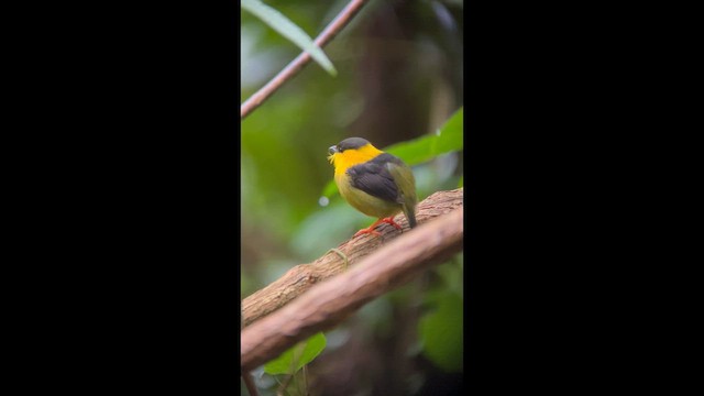 White-collared x Golden-collared Manakin (hybrid) - ML646749367