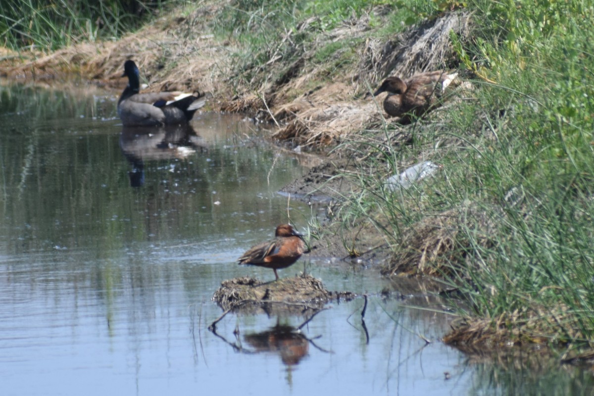 Коричневый чирок - ML646749368