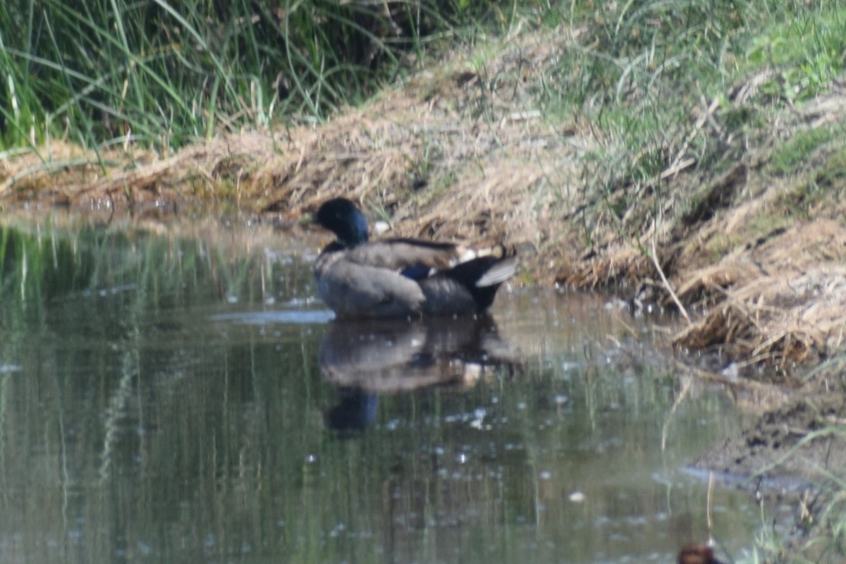 Кряква - ML646749370