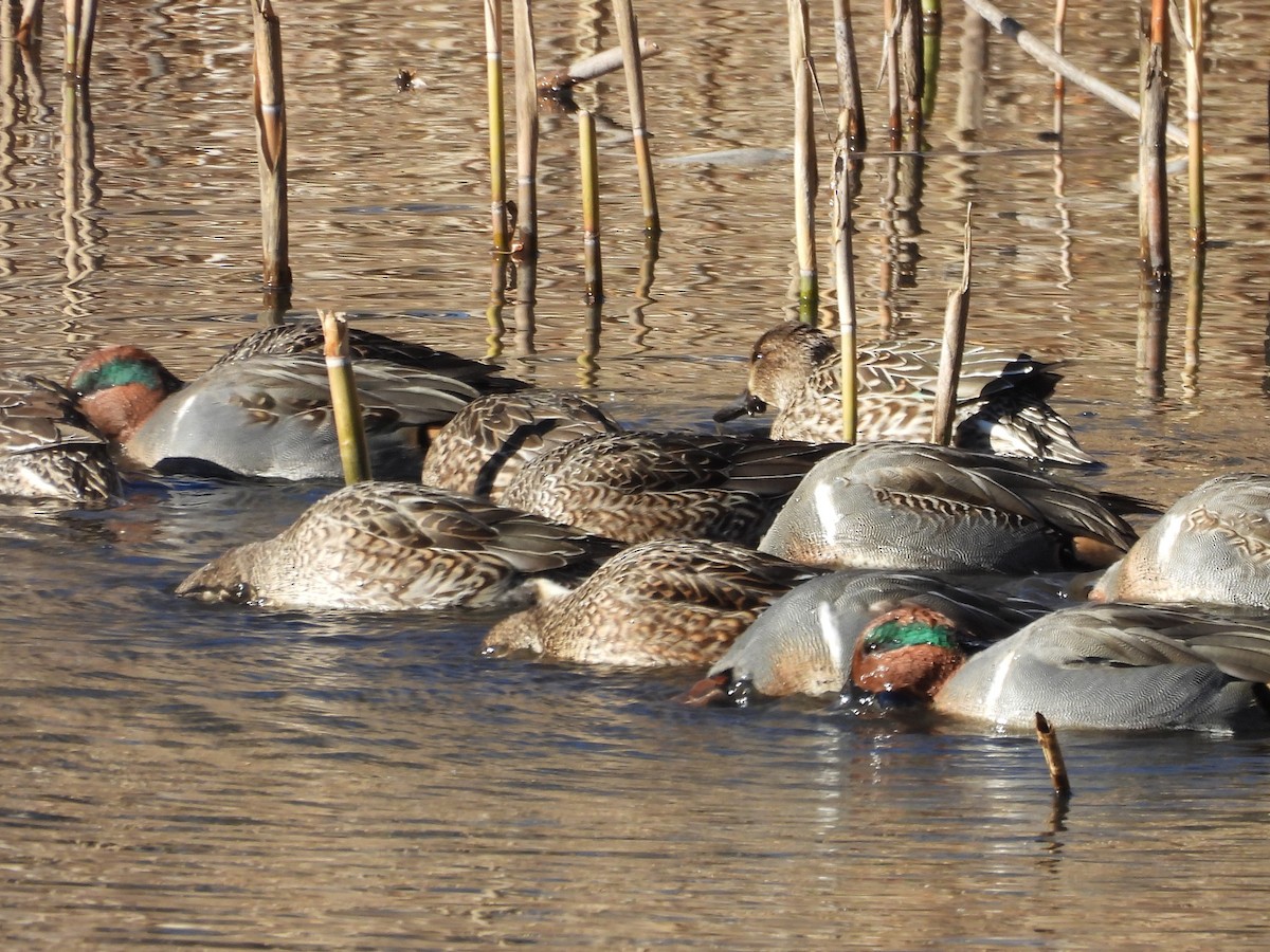 Krickente - ML646749371